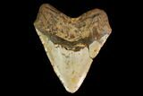 Fossil Megalodon Tooth - North Carolina #147521-2